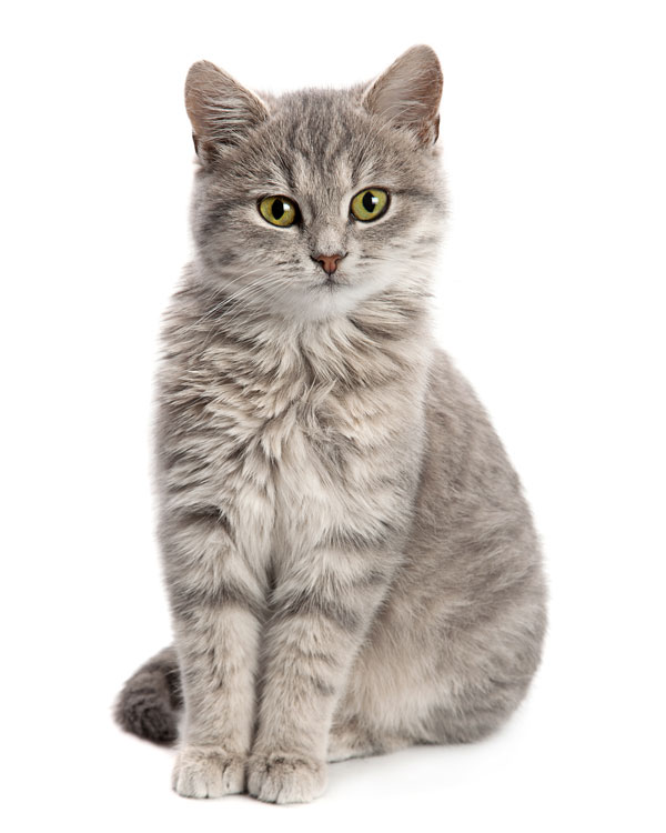 Hochwertiges Hanföl für alle Katzenrassen mit natürlichem CBD-Gehalt Hochwertiges Hanföl für alle Katzenrassen mit natürlichem CBD-Gehalt